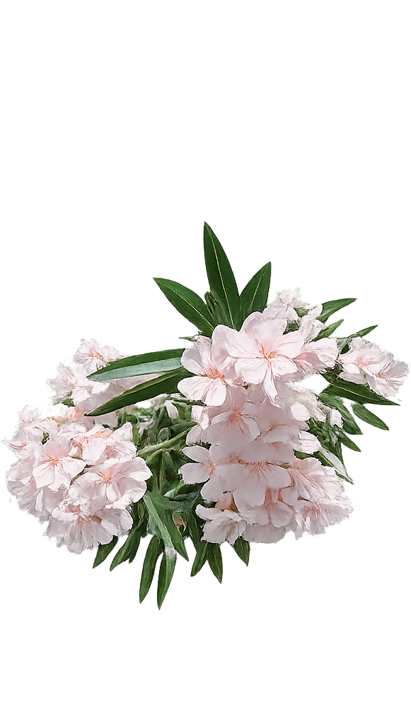 Oleander — De tempestate