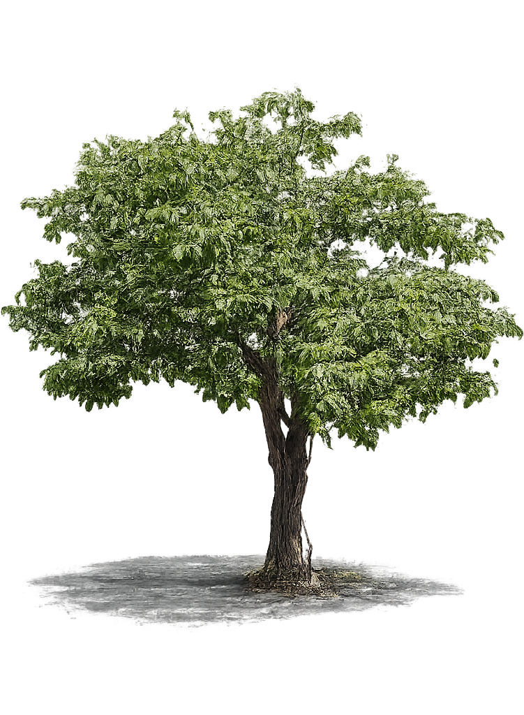 Baum — De vellere altero